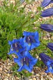 Blue Gentian Flower Seeds for Planting – Heirloom, Non-GMO, High Germination Organic Garden Seeds
