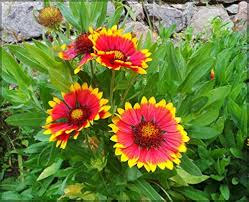 Heirloom Gaillardia Flower Seeds – Non-GMO, High Germination Organic Garden Seeds