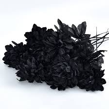 Black Dahlia Flower Seeds for Planting - Heirloom, Non-GMO, High Germination, Organic Garden Seeds