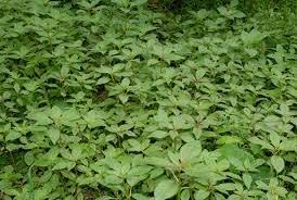 Pachysandra Seeds – Long Bloom Heirloom, Non-GMO Seeds for Planting Ground Cover in Organic Gardens