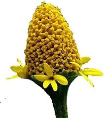 Spilanthes Oleracea Flower Seeds – Heirloom, Non-GMO, Sun Loving Organic Garden Seeds for Planting