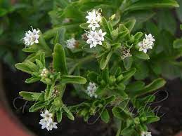 Herb Seeds,Garden seeds, Seeds For Planting,Plant Seeds