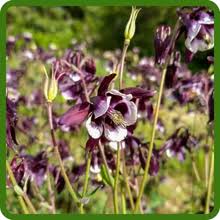 Tower Columbine Flower Seeds for Planting – Perfect for Borders, Heirloom, Non-GMO, High Germination Organic Garden Seeds
