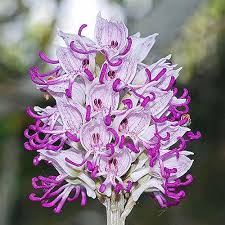 Naked Man Orchid Flower Seeds for Planting – Heirloom, Non-GMO, High Germination Organic Garden Seeds