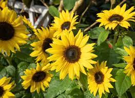 Dwarf Sunspot Sunflower Seeds - Compact, Fast-Growing, Non-GMO Garden Sunflower for Pots & Beds
