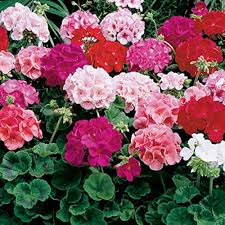 Geraniums Flower Seeds for Planting | Heirloom Non-GMO Organic Garden Seeds