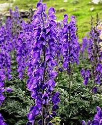 Blue Aconitum Napellus Flower Seeds for Planting – Heirloom, Non-GMO, High Germination Organic Garden Seeds