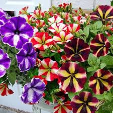 Ultra Star Petunia Violacea Flower Seeds for Planting - Heirloom, Non-GMO, High Germination Organic Garden Seeds