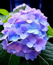 Blue Purple Hydrangea Flower Seeds for Planting – Heirloom, Non-GMO, Long Bloom Season Organic Garden Seeds