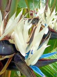 White Bird of Paradise Flower Seeds for Planting – Heirloom, Non-GMO, High Germination Organic Garden Seeds