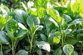 Vegetable Seeds,Garden seeds, Seeds For Planting,Plant Seeds
