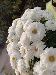 White Yellow Chrysanthemum Flower Seeds for Planting | Heirloom Non-GMO High Germination Organic Garden Seeds