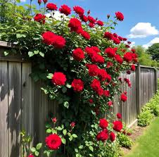 Red Climbing Rose Flower Seeds for Planting – Heirloom, Non-GMO, Shade-Tolerant Organic Garden Seeds