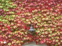 Ivy Flower Seeds for Planting – Premium Quality, Heirloom, Non-GMO, High Germination Garden Seeds