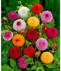 Dahlia Flower Seeds for Planting – Vibrant Colors, Non-GMO, High Germination Heirloom Garden Seeds