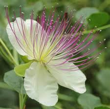 White Capparis Spinosa Flower Seeds for Planting – Perfect for Borders, Heirloom, Non-GMO, High Germination Organic Garden Seeds