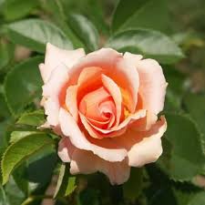Orange White Rose Flower Seeds 100 pcs – Heirloom, Non-GMO, High Germination Organic Garden Seeds for Planting Roses