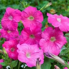 Pink Petunia Flower Seeds for Planting – Heirloom, Non-GMO, High Germination Organic Garden Seeds