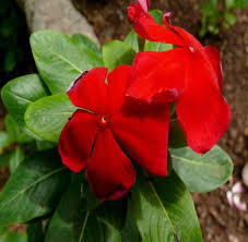 Red Periwinkle Flower Seeds for Planting – Heirloom Non-GMO, High Germination, Low Maintenance