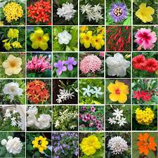 Blooming Flower Seeds for Planting – Heirloom, Non-GMO, High Germination Organic Garden Seeds