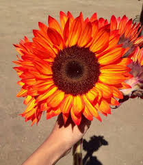 Heirloom Burst Sunflower Seeds – Non-GMO, High Germination Organic Garden Seeds