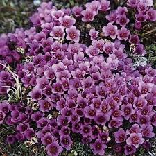 Purple Saxifraga Arendsii Flower Seeds for Planting – Compact Growth, Heirloom, Non-GMO, High Germination