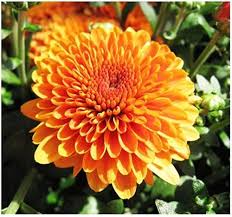 Yellow &amp; Orange Chrysanthemum Flower Seeds for Planting | Heirloom Non-GMO High Germination Organic Garden Seeds