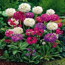 Heirloom Denticulata Flower Seeds – Non-GMO, High Germination Organic Garden Seeds