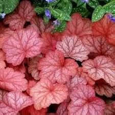 Mixed Heuchera Coral Flower Seeds for Planting – Perfect for Borders, Heirloom, Non-GMO, High Germination