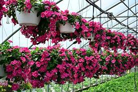 Heirloom Catharanthus Flower Seeds – Non-GMO, High Germination Organic Garden Seeds