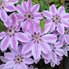Mixed Nelly Moser Flower Seeds for Planting | Heirloom Non-GMO Seeds, High Germination