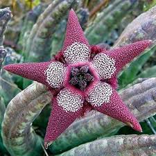 Vegetable Seeds,Garden seeds, Seeds For Planting,Plant Seeds