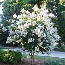 White Crape Myrtle Tree Seeds for Planting – Heirloom, Non-GMO, Compact Growth, Organic Garden Seeds