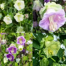 Heirloom Cobaea Bells Flower Seeds for Planting | Non-GMO, High Germination, Organic Garden Seeds
