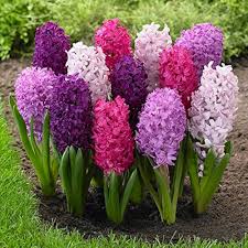 Hyacinth Flower Seeds for Planting – Heirloom, Non-GMO, Shade Tolerant, High Germination