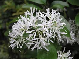 White Chionanthus Flower seeds for Planting - Low Maintenance, Heirloom & GMO Free Seeds for Home Garden, 100pcs