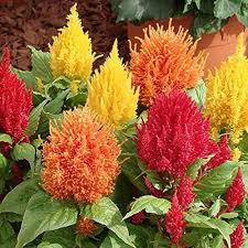Celosia Flower Seeds for Planting – Compact Growth, Heirloom, Non-GMO