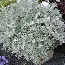 Gray Cineraria Dusty Flower Seeds for Planting – Heirloom, Non-GMO, High Germination Organic Garden Seeds