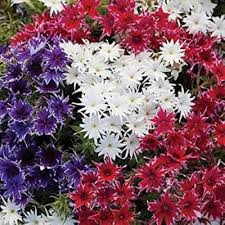 Mixed Twinkle Star Flower Seeds for Planting – Heirloom, Non-GMO, High Germination Organic Garden Seeds