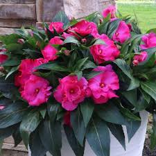 Impatiens Psittacina Flower Seeds for Planting – Hardy Variety, Heirloom, Non-GMO, High Germination Garden Seeds