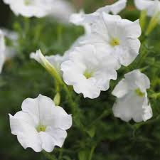 White Petunia Flower Seeds for Planting – Heirloom Non-GMO Garden Favorite Organic Garden Seeds