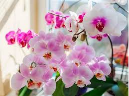 Pink & White Cymbidium Orchid Flower Seeds for Planting – Heirloom, Non-GMO, Perfect for Borders