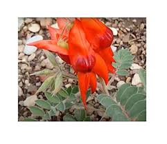 Heirloom Swainsonia Flower Seeds for Planting – Non-GMO, Seasonal Bloomer Organic Garden Seeds