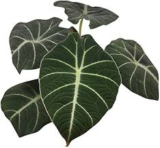 Alocasia Flower Seeds for Planting – Heirloom, Non-GMO, Shade Tolerant Organic Garden Seeds