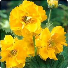 Lady Stratheden Flower Seeds for Planting – Premium Quality Heirloom Non-GMO High Germination Organic Garden Seeds