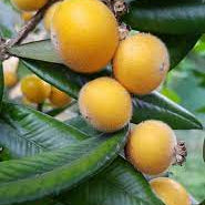 Fruit Seeds,Garden seeds, Seeds For Planting,Plant Seeds