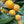 Fruit Seeds,Garden seeds, Seeds For Planting,Plant Seeds