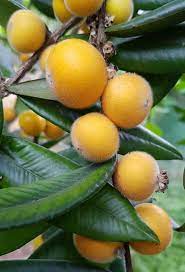 Fruit Seeds,Garden seeds, Seeds For Planting,Plant Seeds