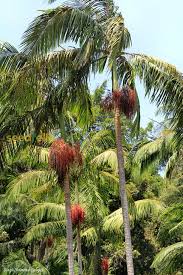Green Piccabeen plant seeds for planting – Heirloom & Non-GMO garden seeds, ornamental palm for lush landscapes