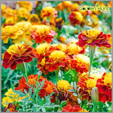 Marigold Sparky Flower Seeds for Planting – Heirloom, Non-GMO, Cut Flower Favorite Organic Garden Seeds